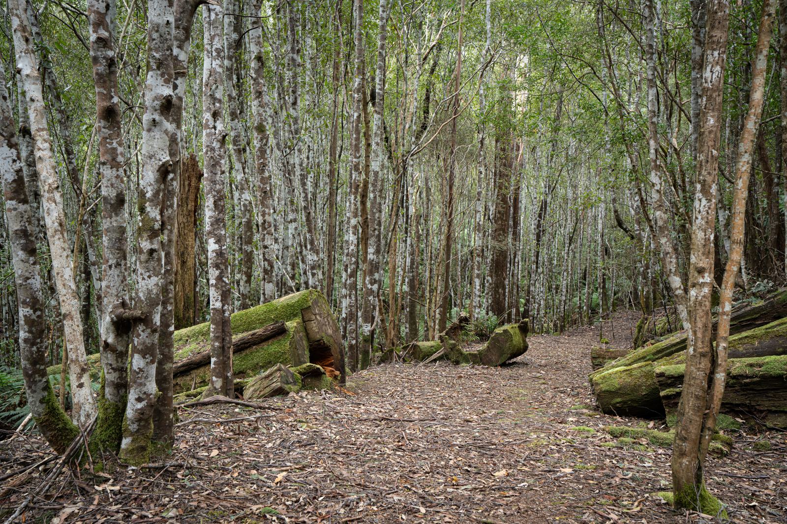 Walking trail winding through native forest near Fern Tree, Tasmania