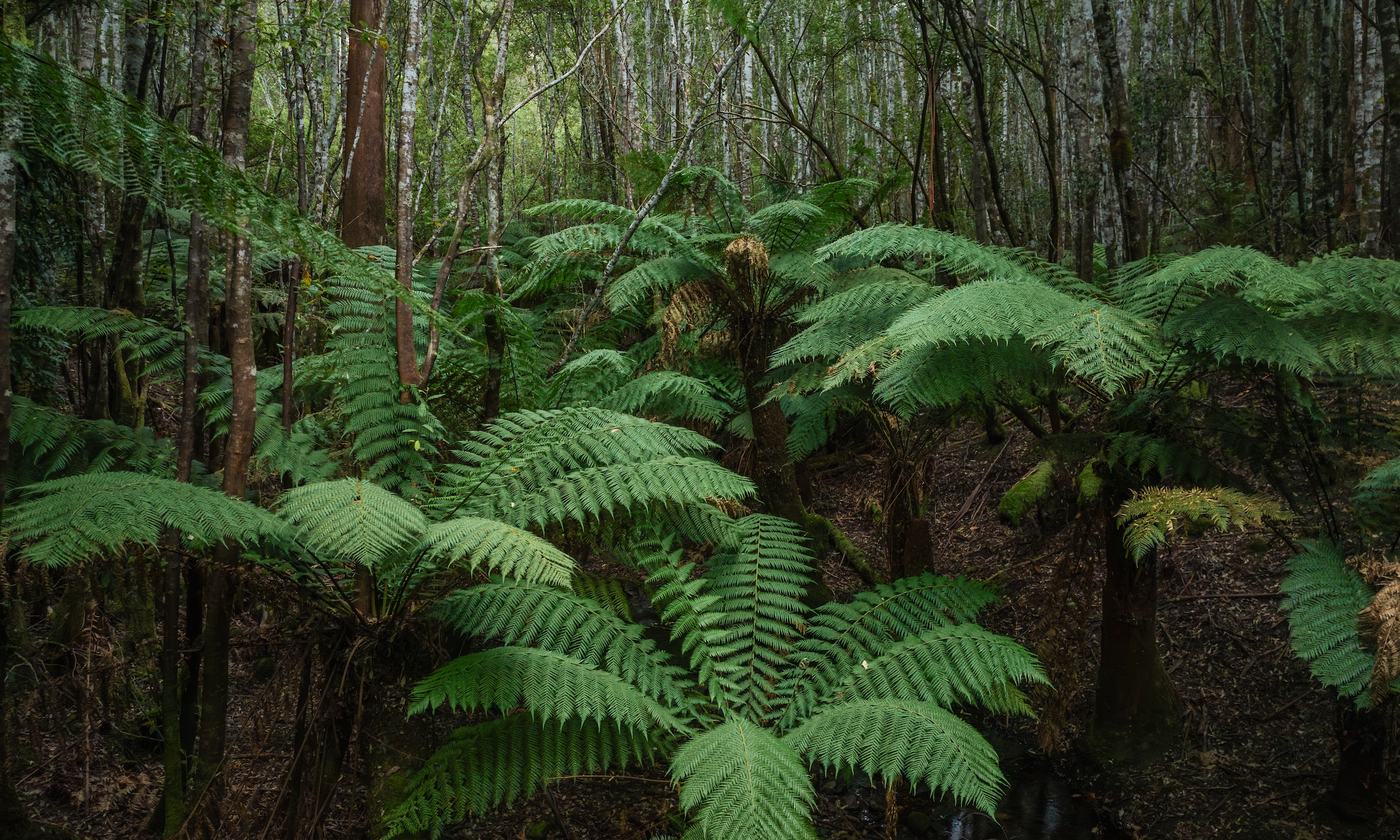 Large ferns in a forest Tasmania