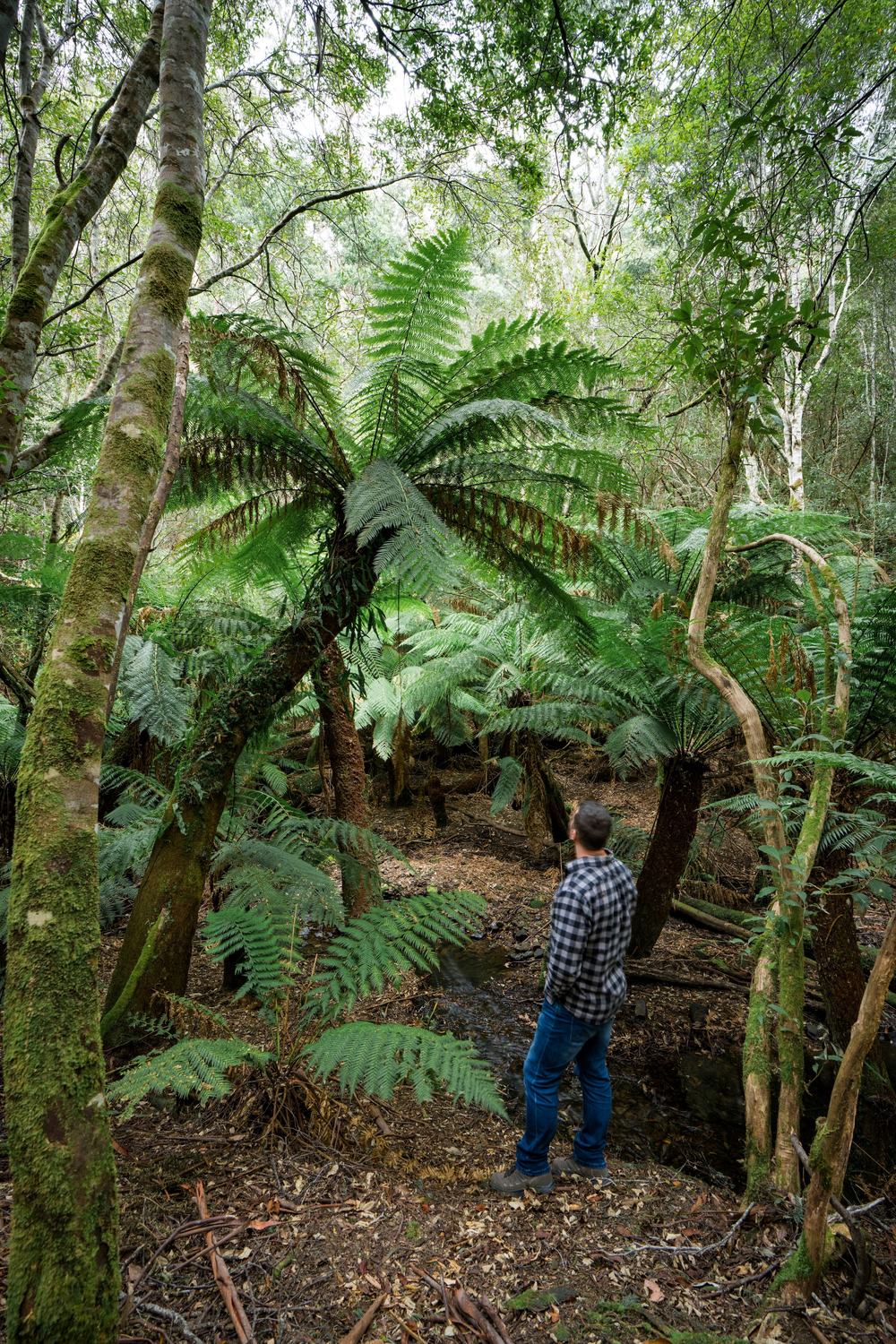 Person standing underneath large ferns by a creek Tasmania