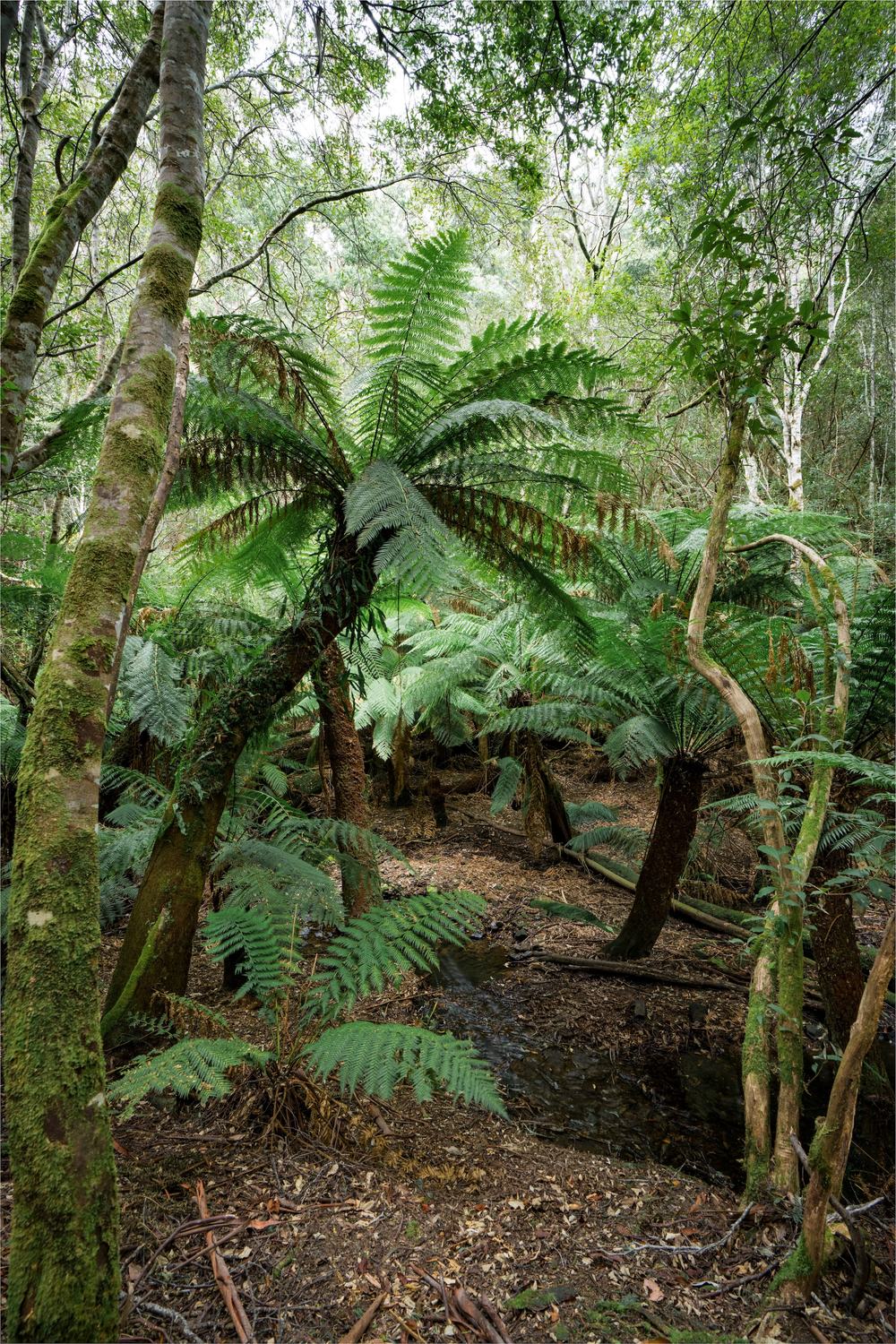 Large ferns by creek in forest tasmania