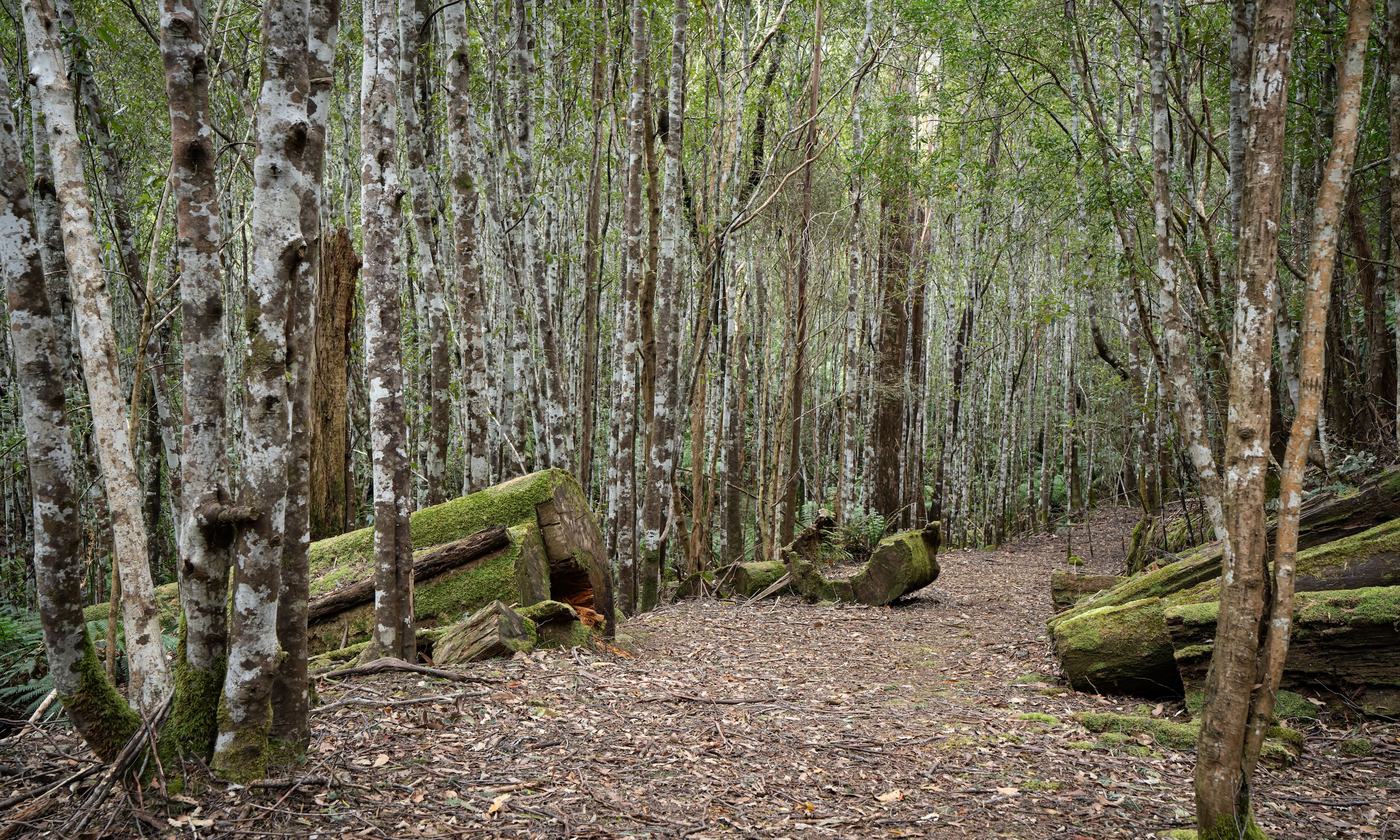 Bushwalking track in dense tasmanian forest bushland