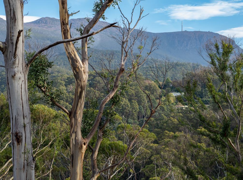 Gumtree forest overlooking kunanyi mt wellington mountain