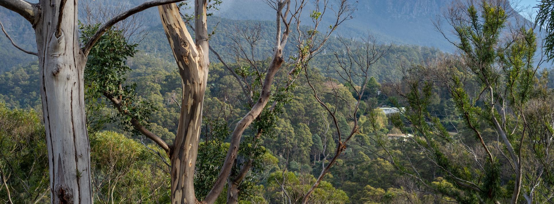 Gumtree forest overlooking kunanyi mt wellington mountain
