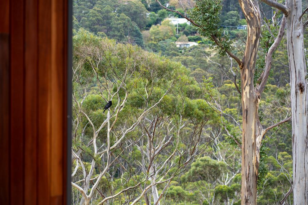 Forest of gum trees beside cabin