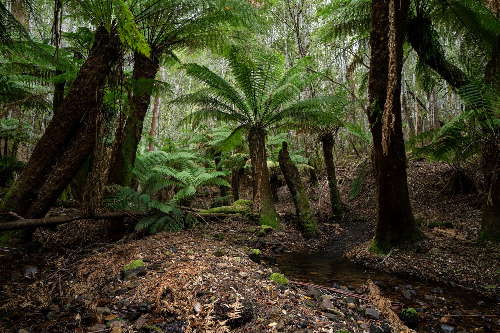 Ferns growing beside a small forest creek in Fern Tree, Tasmania.